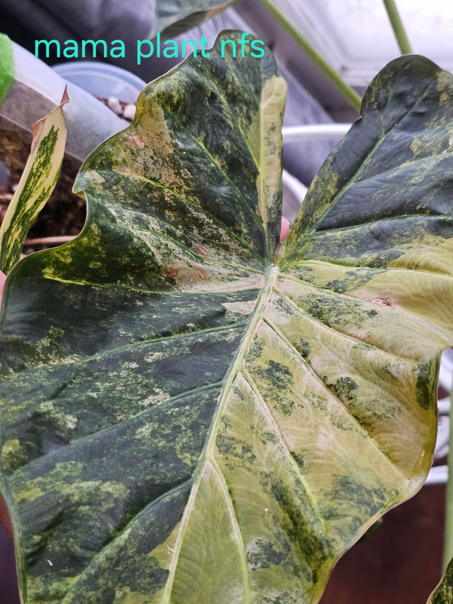 Alocasia regal shields varigated