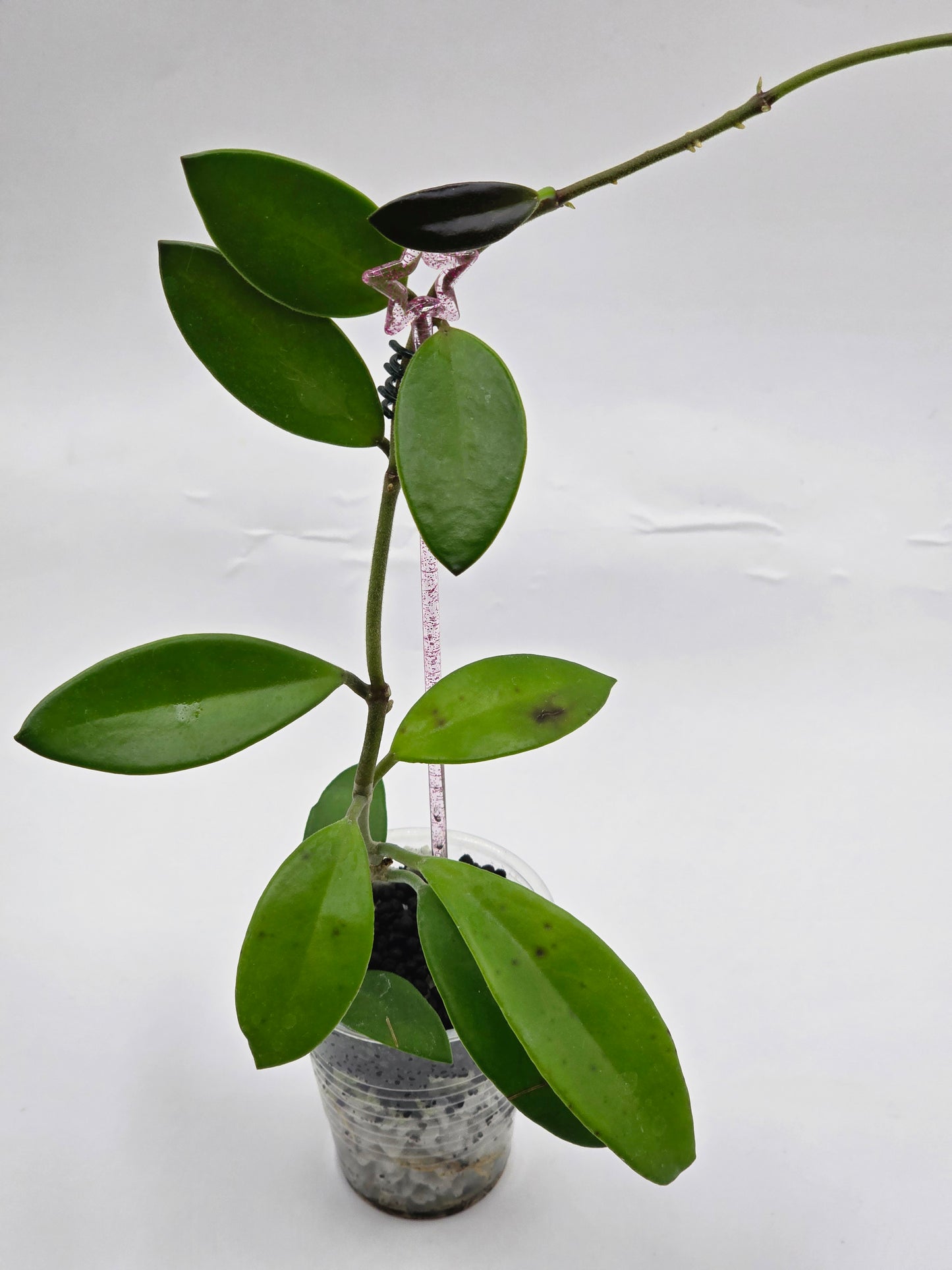 Hoya salweenica