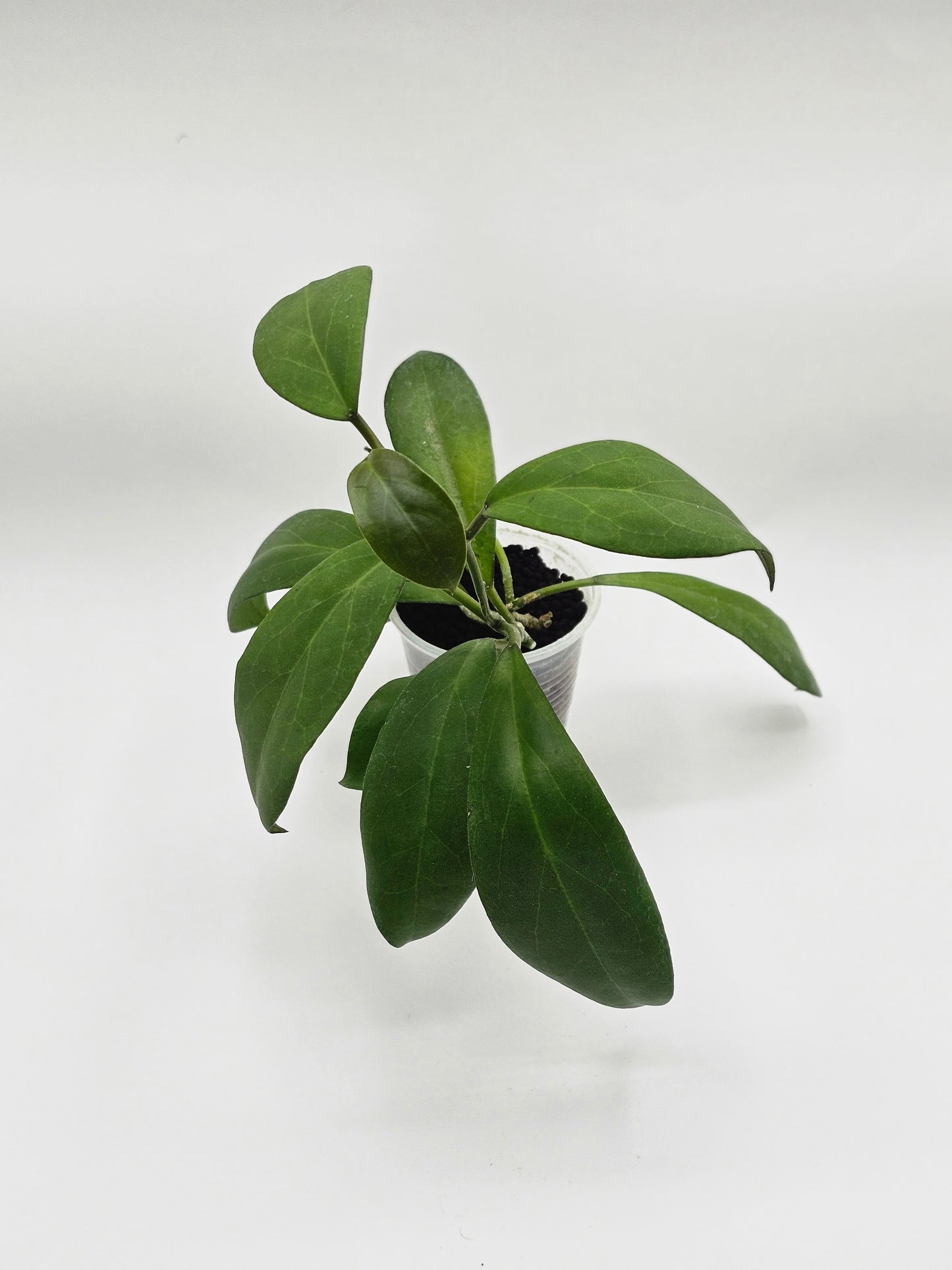 Hoya rhm 333- DS- 1 seedling (cagayensis x mindoresis)