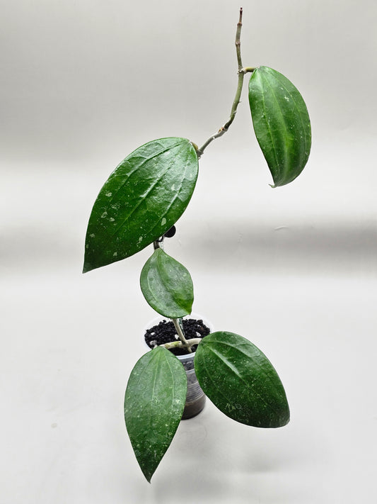 Hoya rhm 001