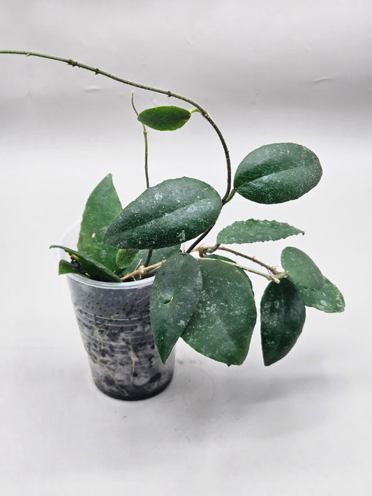 Hoya caudata sumatra