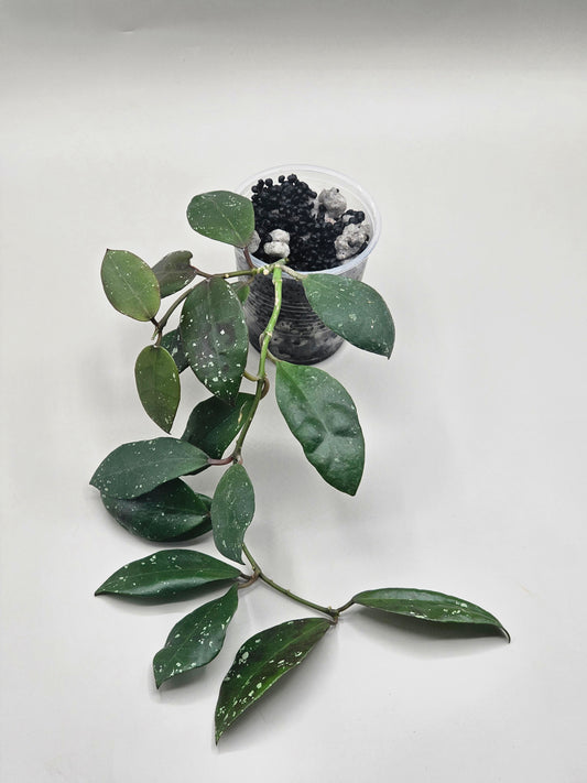 Hoya walliniana UT152