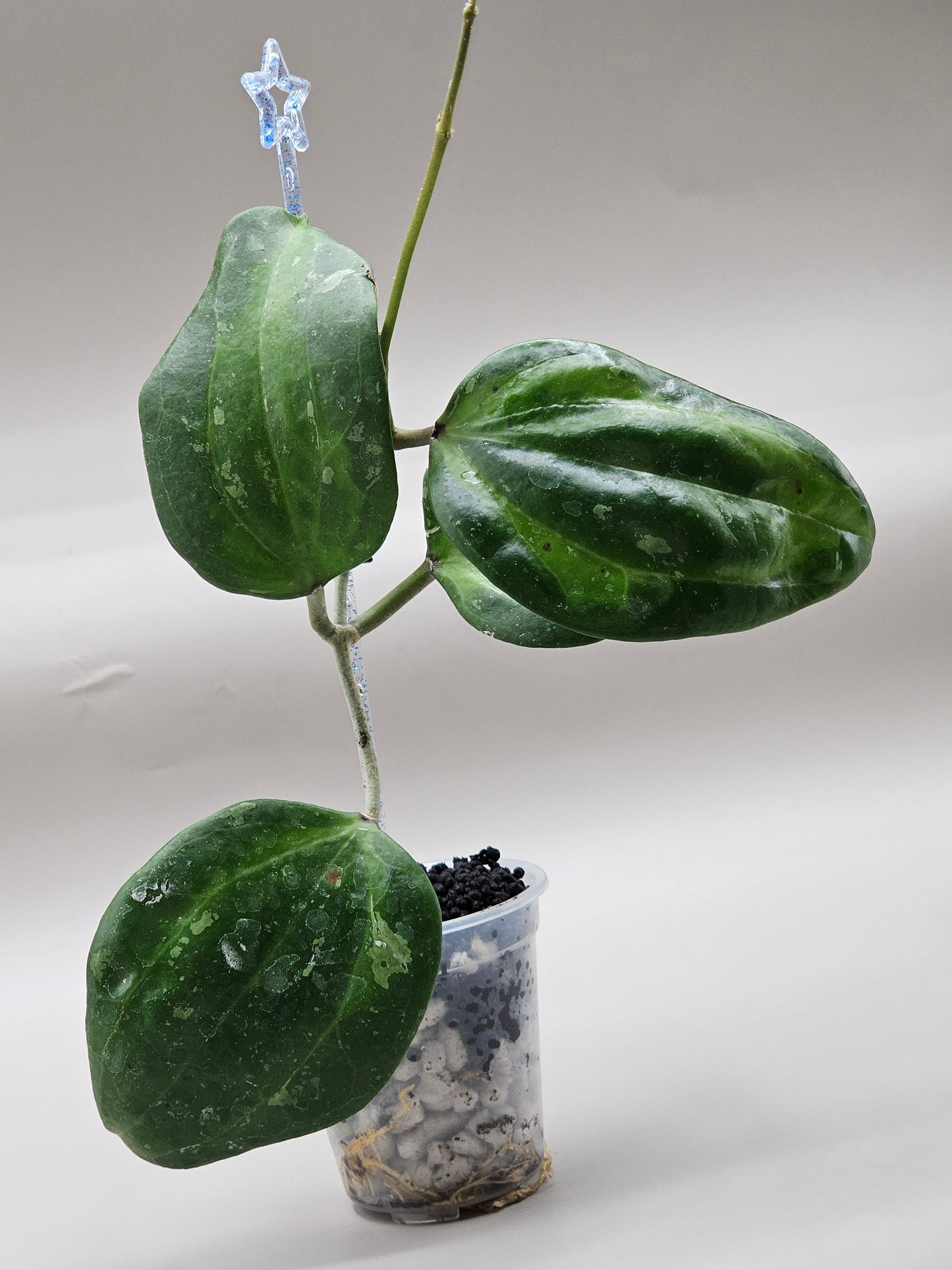 Hoya latifolia 'baibua'