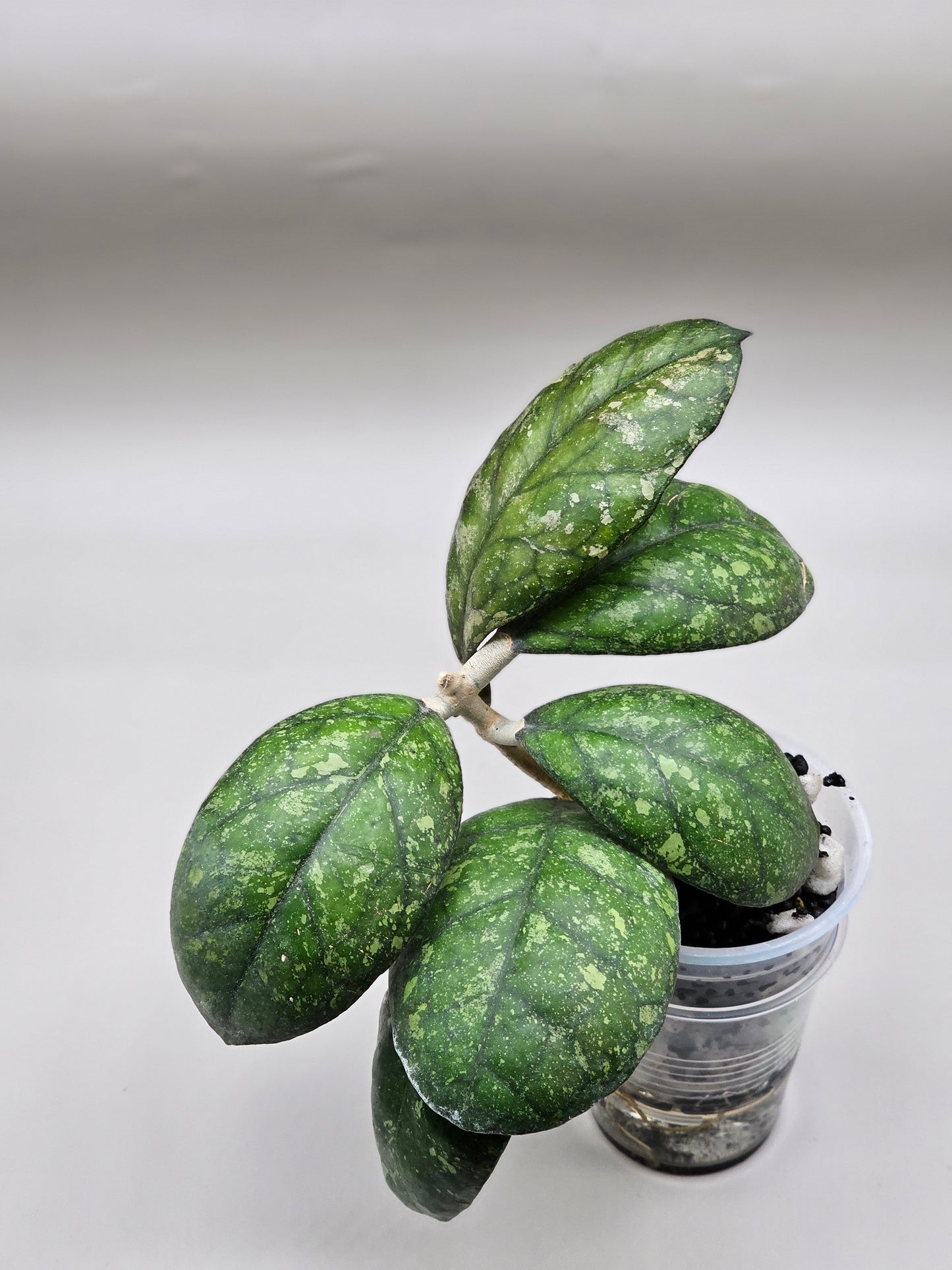 Hoya larisa