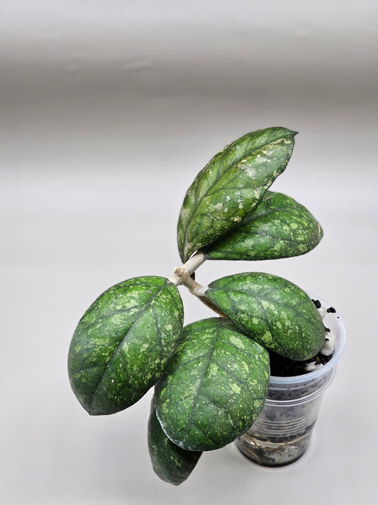 Hoya larisa