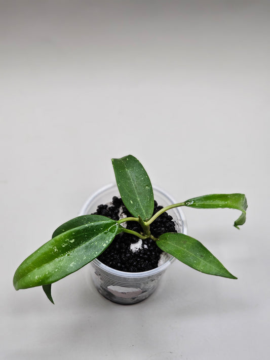 Hoya rhm 2339-DS-5 (verticillata LP4 x Stevo)