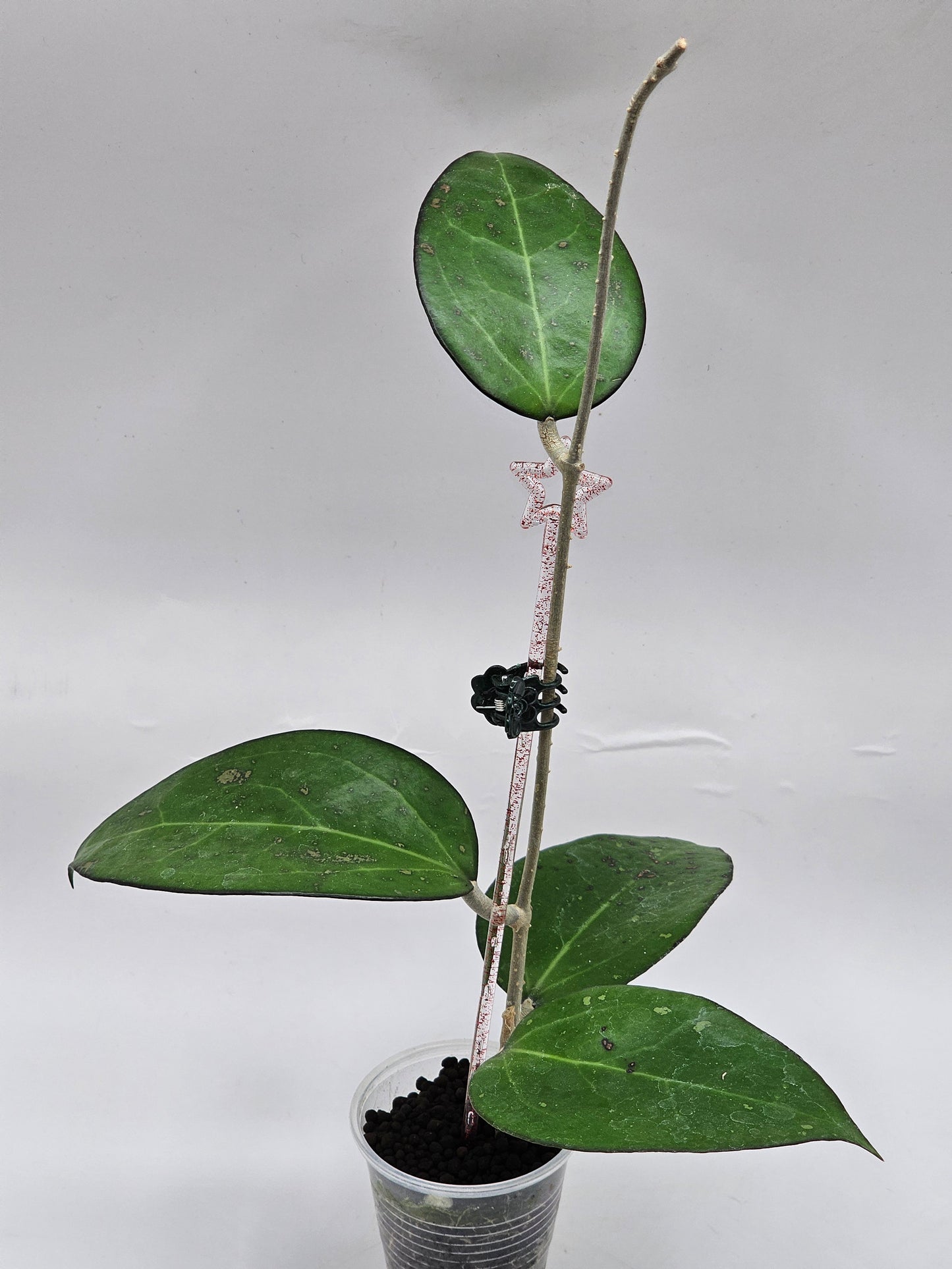 Hoya ksb02