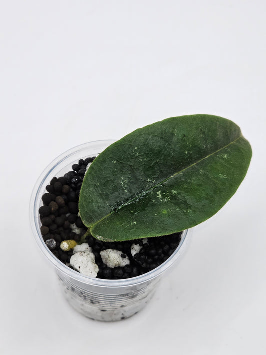 Hoya hamiltonorium