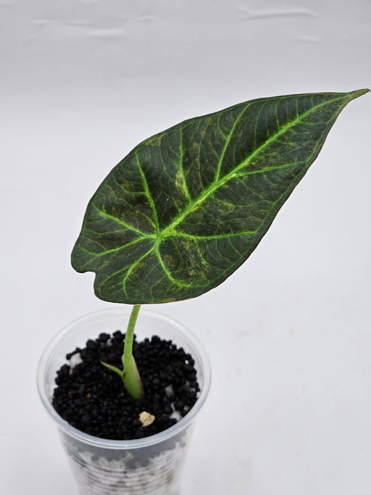 Alocasia regal shields varigated