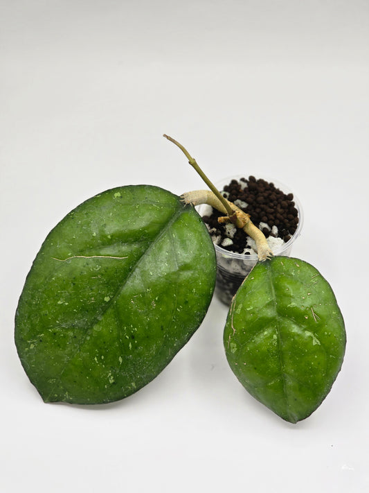 Hoya sp borneo