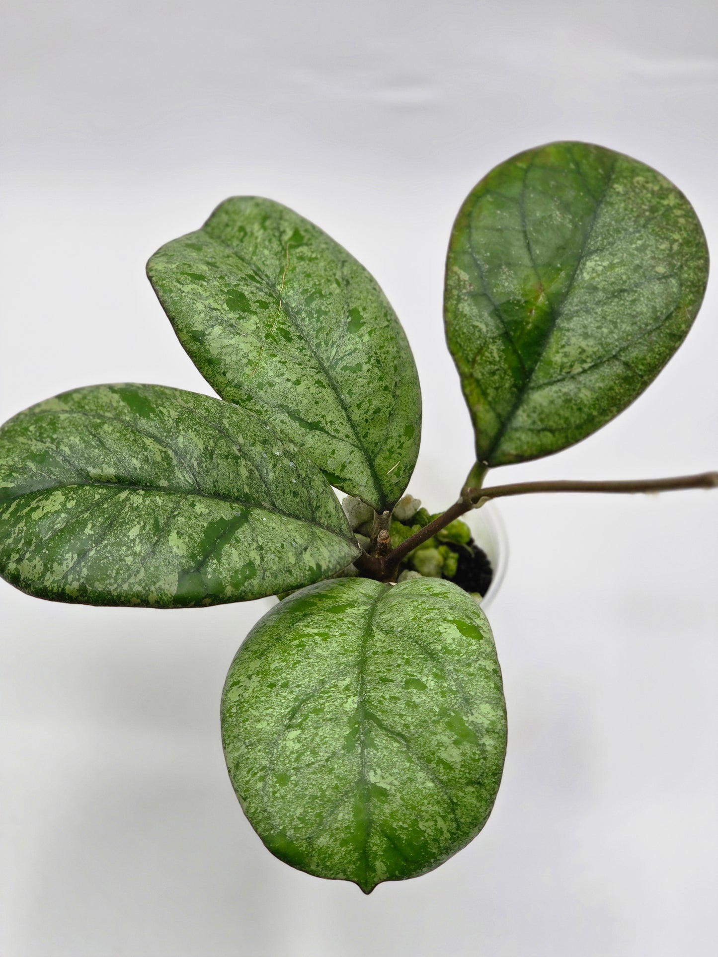 Hoya patcharawalai seedling by Ice