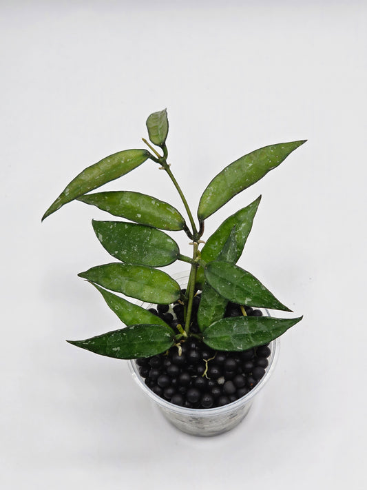 Hoya lacunosa 'Mr tent'