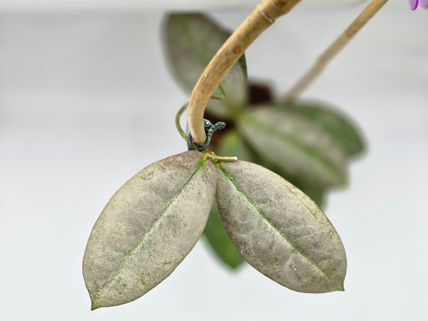 Hoya mitrata silver borneo (1 NODE/2 LEAF CUTTING)