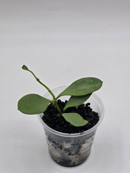 Hoya nummularioides silver