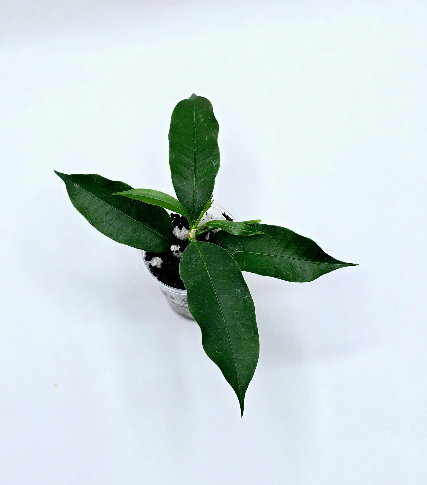 Hoya irisiae