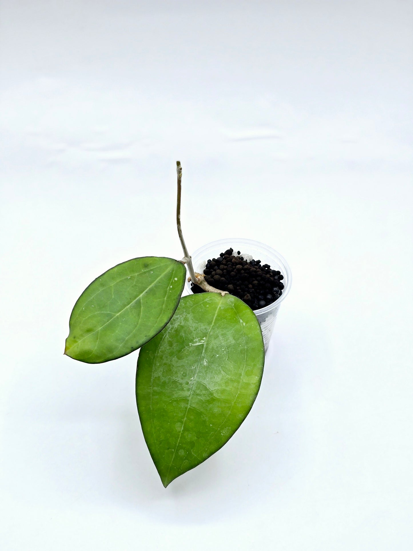 Hoya ksb01