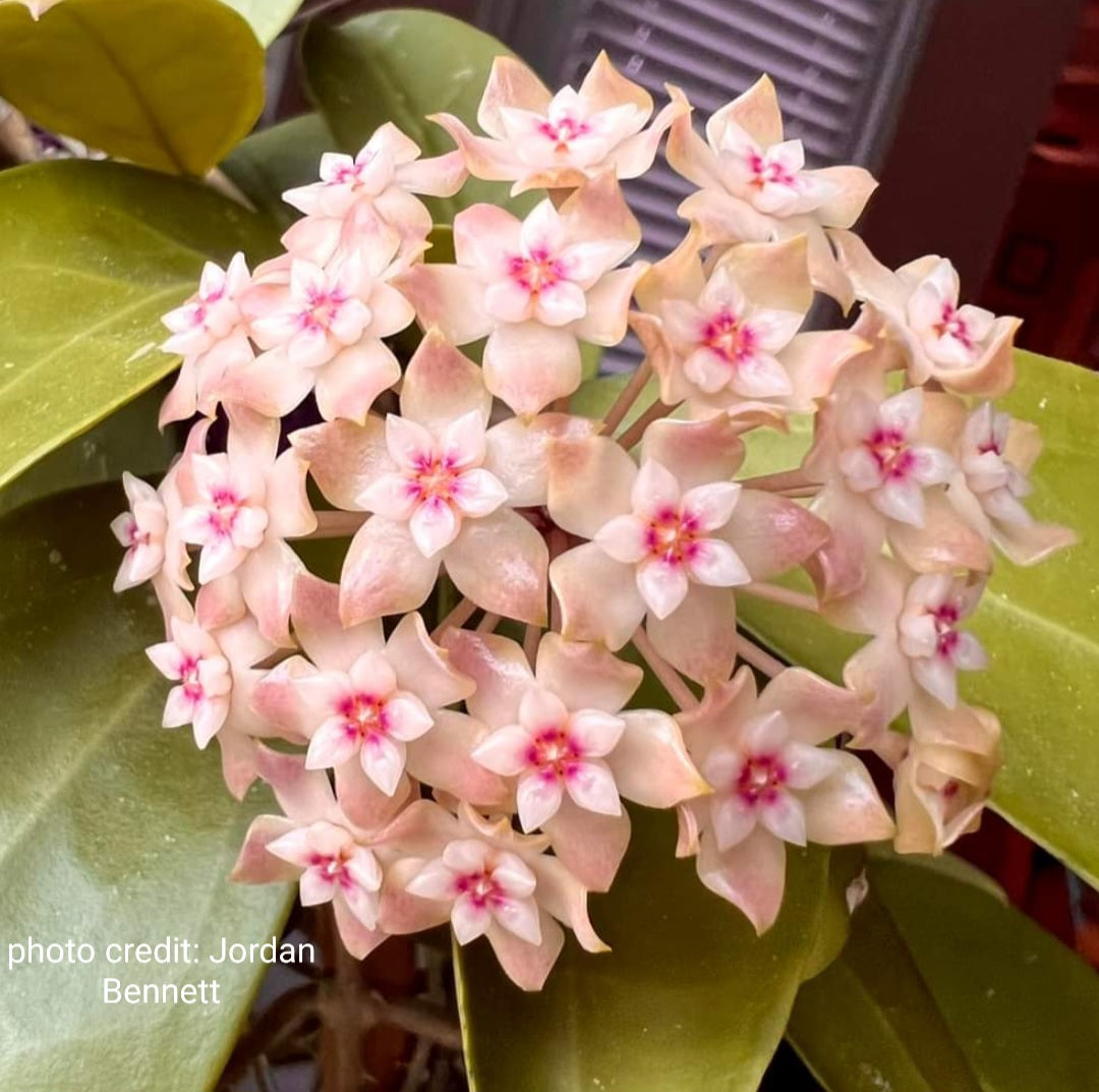 Hoya BSG 20-11 (burma x unknown)